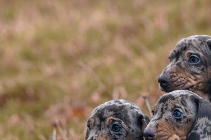Puppy’s van Twix en Merlino 